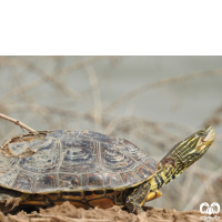 گونه لاکپشت خزری Caspian Pond Turtle